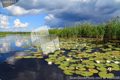 Image of water lilies on small lake