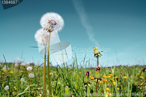 Image of white dandelions on summer field