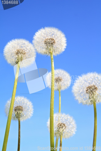 Image of white dandelions on blue background