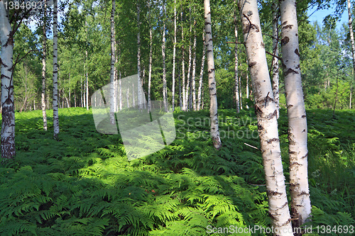 Image of green fern in birch wood