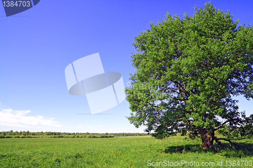 Image of green oak on summer field 