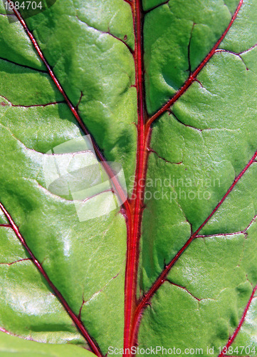 Image of texture of the sheet of the beet