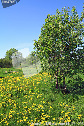 Image of dandelions in wood