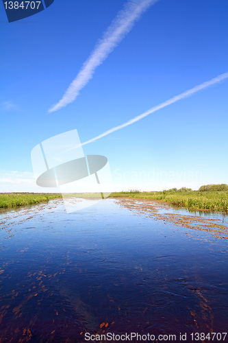 Image of horsetail and duckweed in marsh