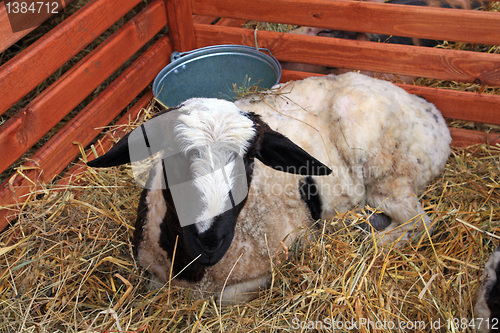 Image of small calf near brown fence