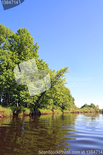 Image of oak wood on coast river