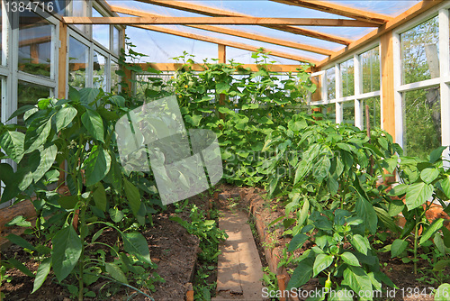 Image of sprout pepper in glass hothouse