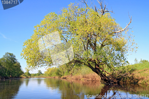 Image of green tree on coast river