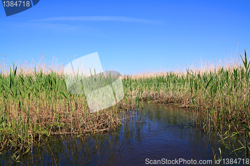 Image of high dry reed in marsh