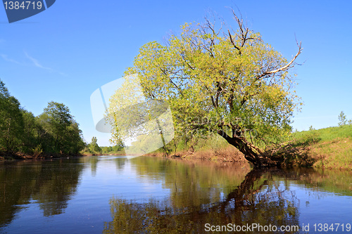 Image of green tree on coast river