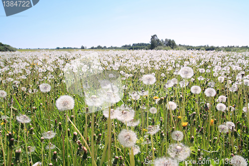 Image of white dandelions on summer field