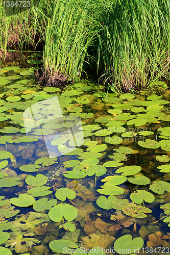 Image of sheet of the water lily in wood marsh