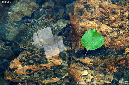 Image of river leaf