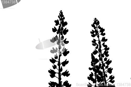 Image of silhouette lupines on white background