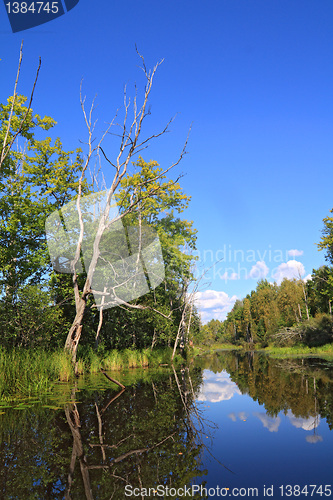 Image of dry tree on coast wood lake