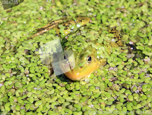 Image of frog in marsh amongst duckweed