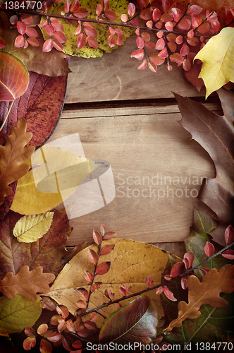 Image of Autumn Border