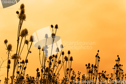 Image of Silhouettes of teasel flowers