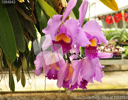 Image of cattleya tropical flowers