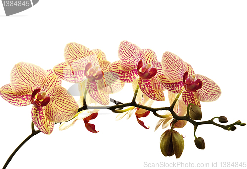 Image of orchid