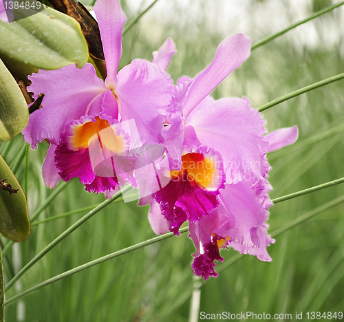 Image of   cattleya tropical flowers