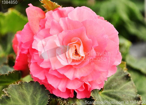 Image of begonia