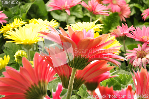 Image of gerbera daisy