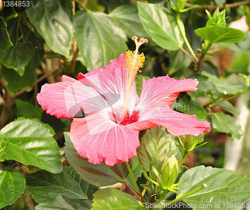 Image of hibiscus flower 