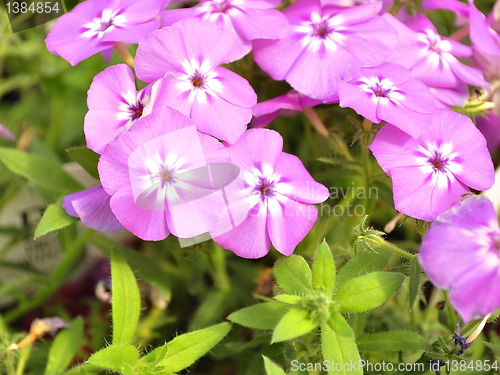 Image of phlox flowers