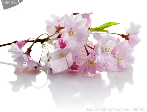 Image of cherry flowers