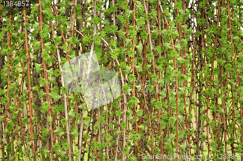 Image of plant background