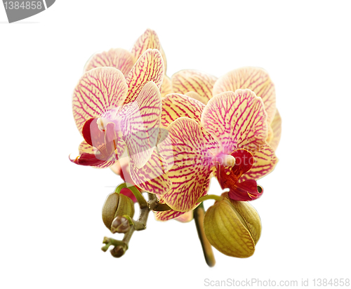 Image of orchid