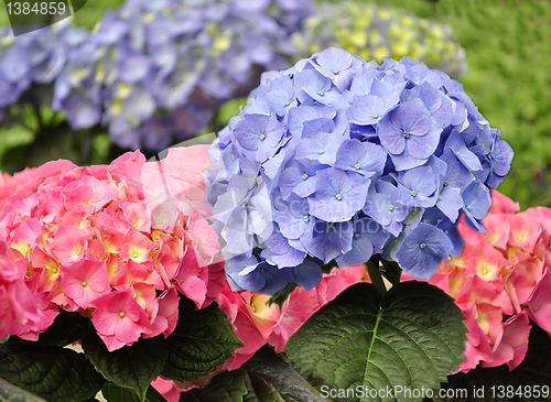 Image of Hortensia