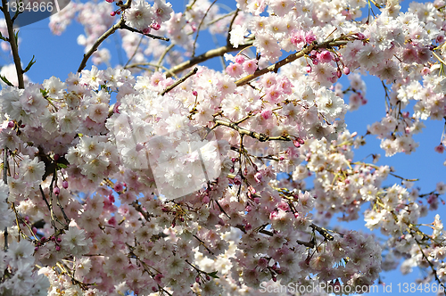 Image of spring blossom