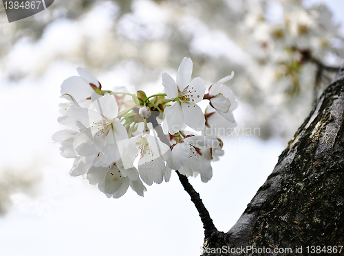 Image of apple tree 