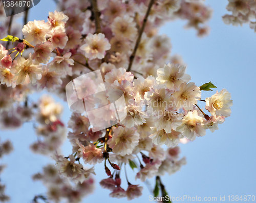Image of spring blossom 