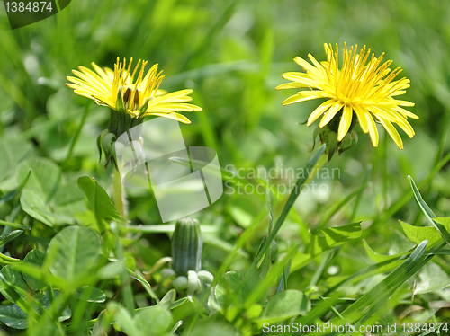 Image of dandelions