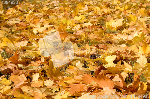 Image of maple Leaves