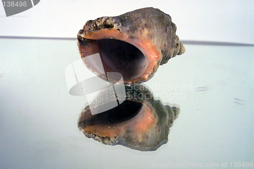 Image of shell and reflection