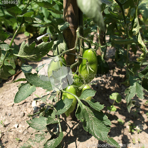 Image of Tomato plants