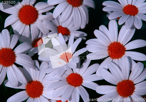 Image of red dot flower