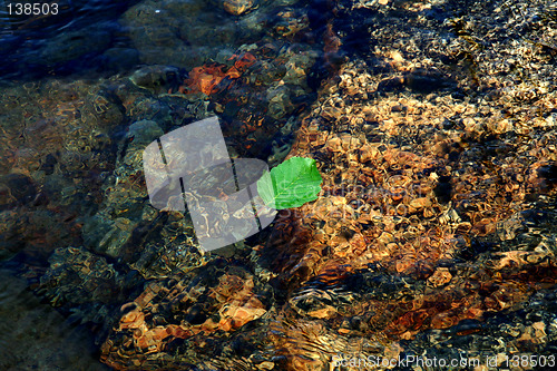 Image of river leaf