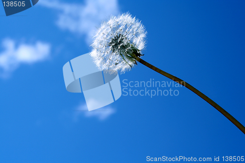 Image of change dandelion