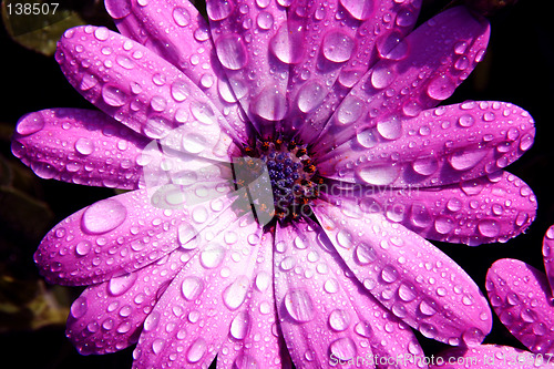 Image of flower drop