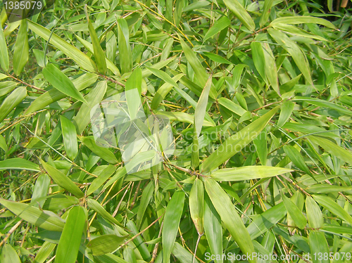 Image of Bamboo picture