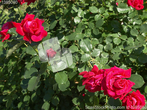 Image of Rose picture