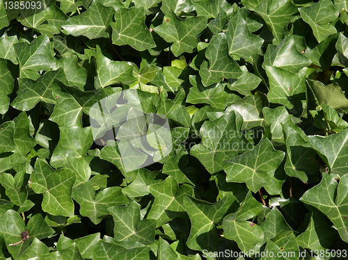 Image of Ivy picture