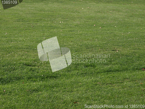 Image of Meadow picture