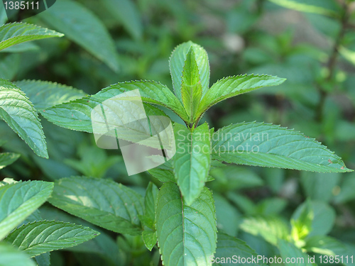 Image of Peppermint