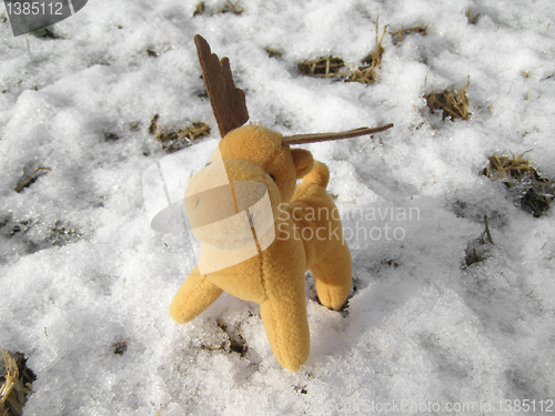 Image of Deer picture